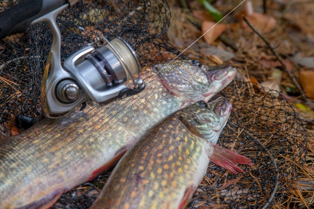 Hecht (Esox lucius) im Steckbrief Merkmale, Vorkommen, Verhalten etc.
