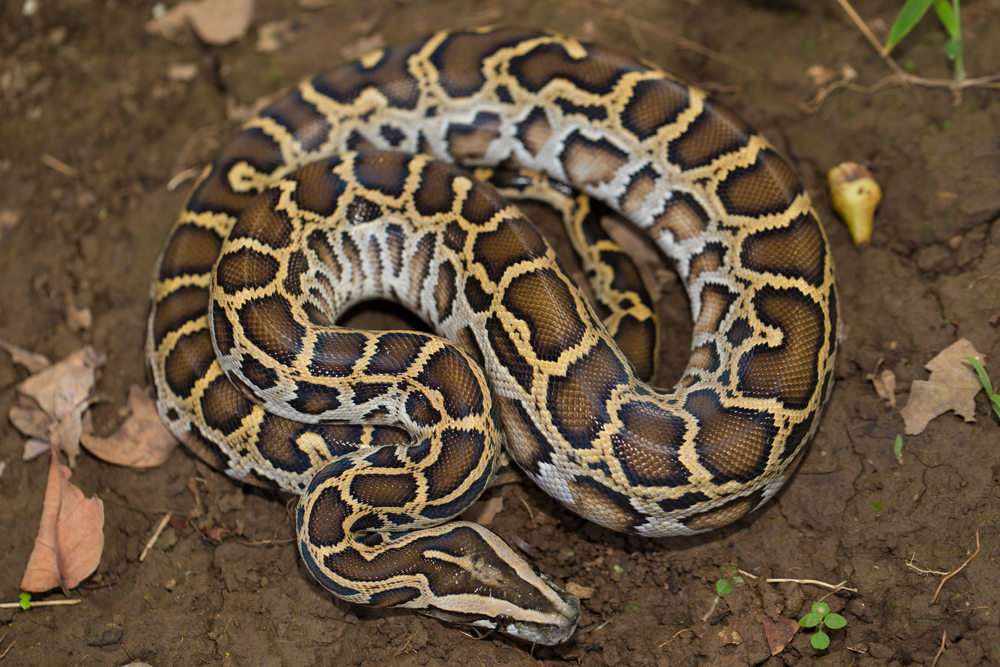 Helle Tigerpython (Python molurus) im Steckbrief Merkmale, Vorkommen