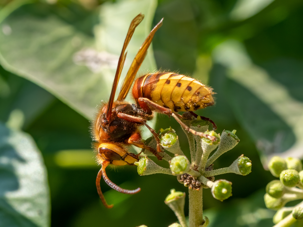 Hornisse (Vespa crabro) im Steckbrief Merkmale, Vorkommen, Verhalten etc.