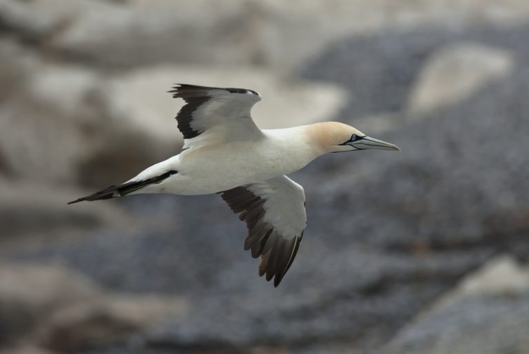Kaptölpel (Morus capensis) im Steckbrief Merkmale, Vorkommen