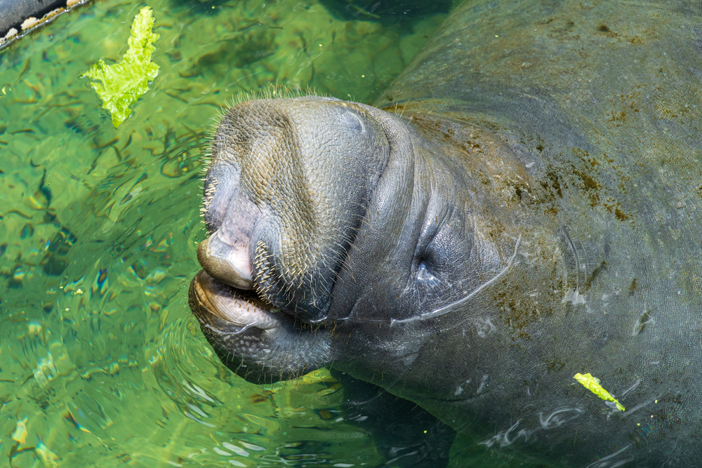 KaribikManati (Trichechus manatus) im Steckbrief Merkmale, Vorkommen