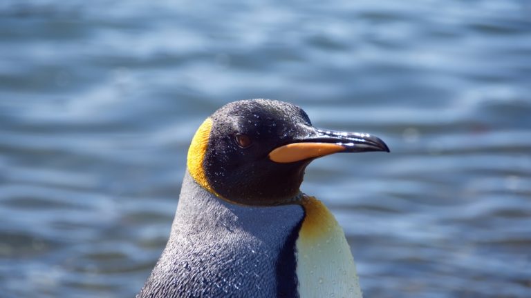 Königspinguin (Aptenodytes patagonicus) im Steckbrief Merkmale