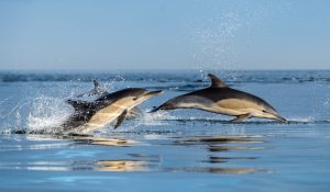 Langschnäuziger Gemeiner Delfin