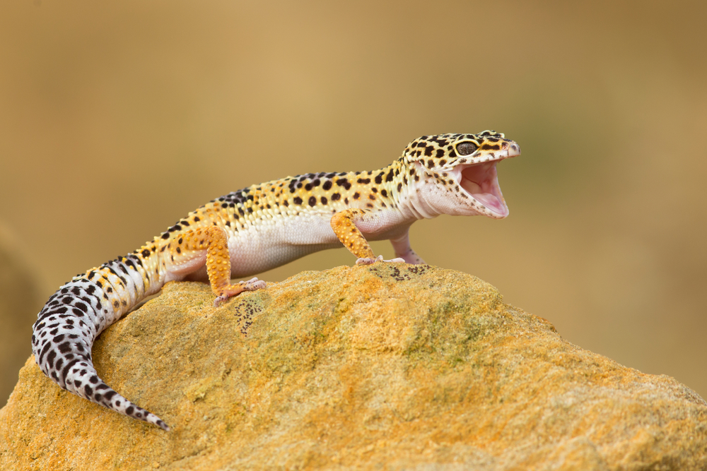 Leopardgecko (Eublepharis macularius) im Steckbrief - Merkmale ...