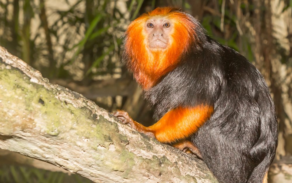 Löwenäffchen (Leontopithecus) im Steckbrief - Merkmale, Vorkommen ...