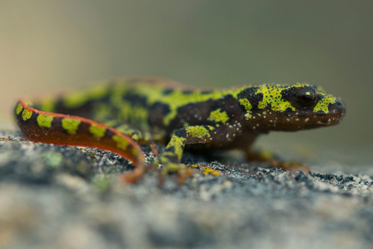 Echte Salamander und Molche (Salamandridae) - Tierenzyklopaedie