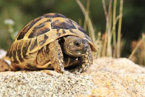 Maurische Landschildkröte