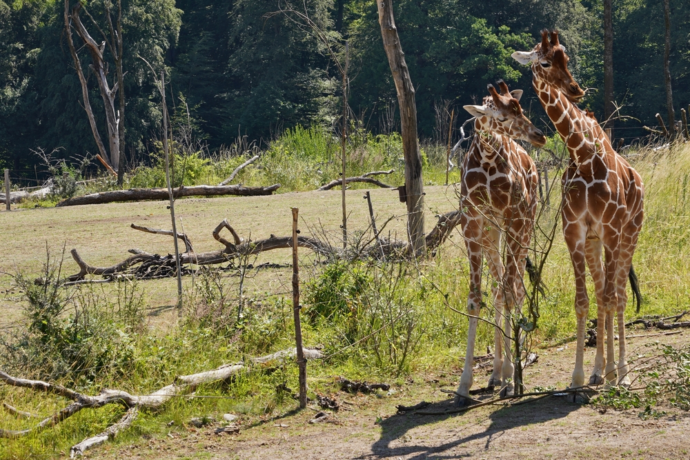 Netzgiraffe (Giraffa reticulata) im Steckbrief Merkmale, Vorkommen