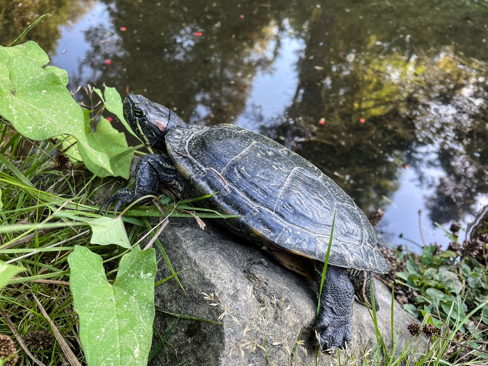 NeuweltSumpfschildkröten (NeuweltSumpfschildkröten) im Steckbrief