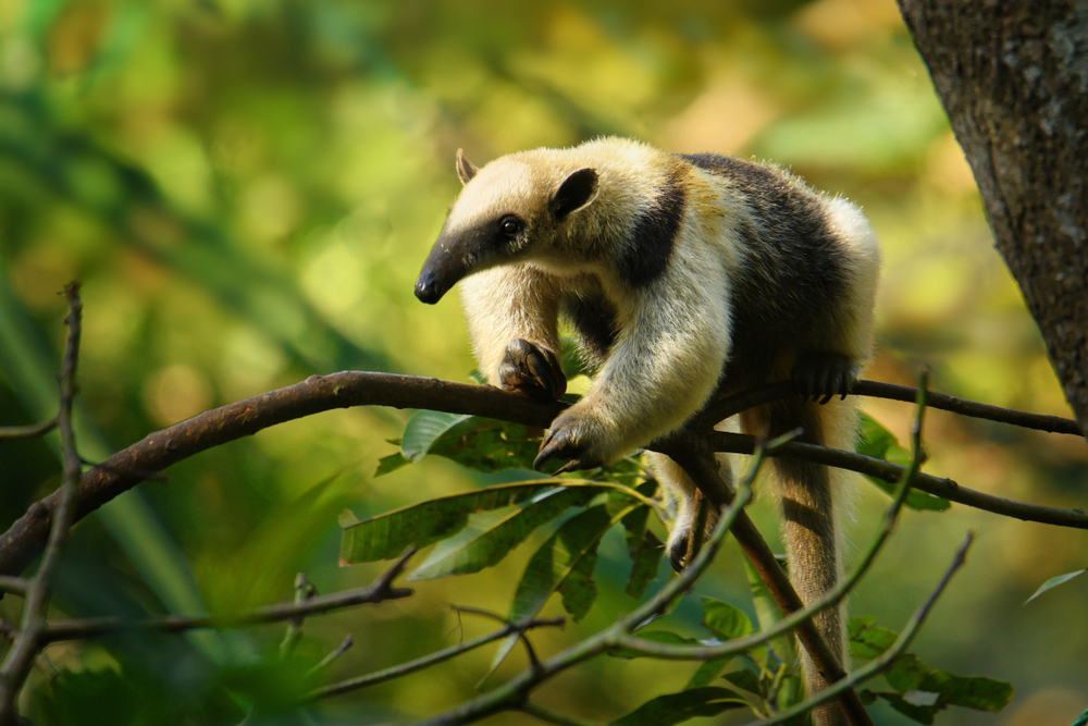 Nördlicher Tamandua (Tamandua mexicana) im Steckbrief Merkmale