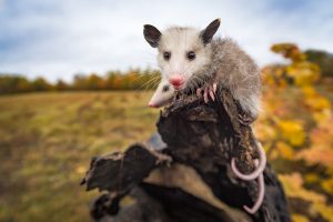 Nord-Opossum