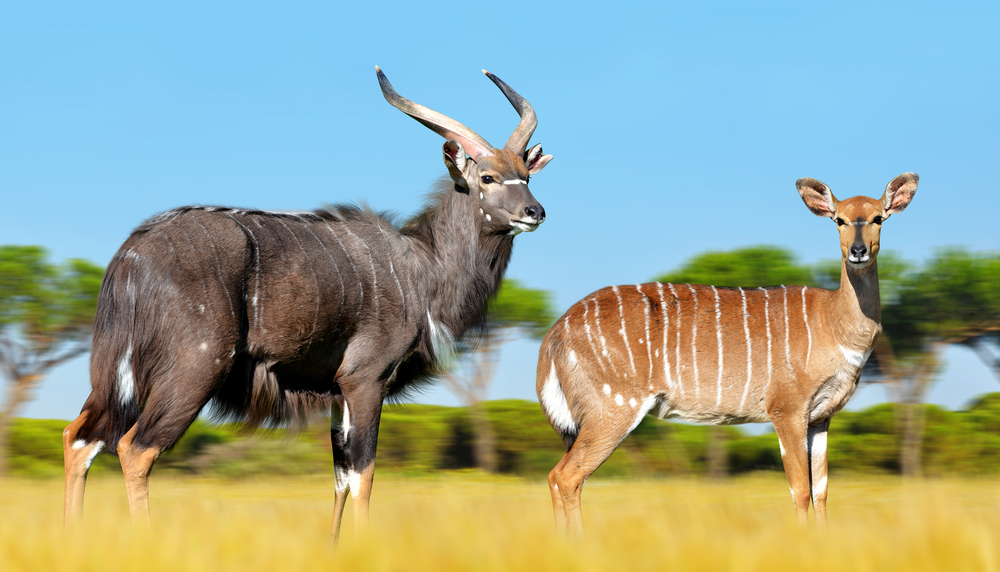 Nyalas (Tragelaphus angasii) im Steckbrief Merkmale, Vorkommen