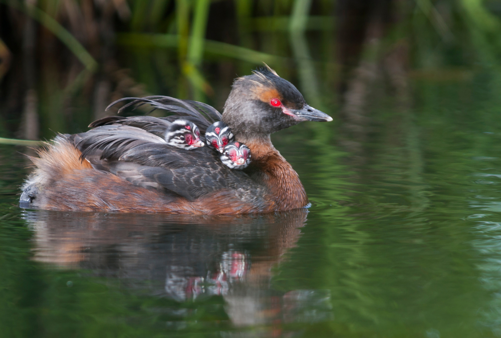 Ohrentaucher (Podiceps auritus) im Steckbrief Merkmale, Vorkommen