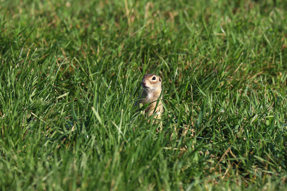 Perlziesel (spalaxleucodon) im Steckbrief Merkmale, Vorkommen