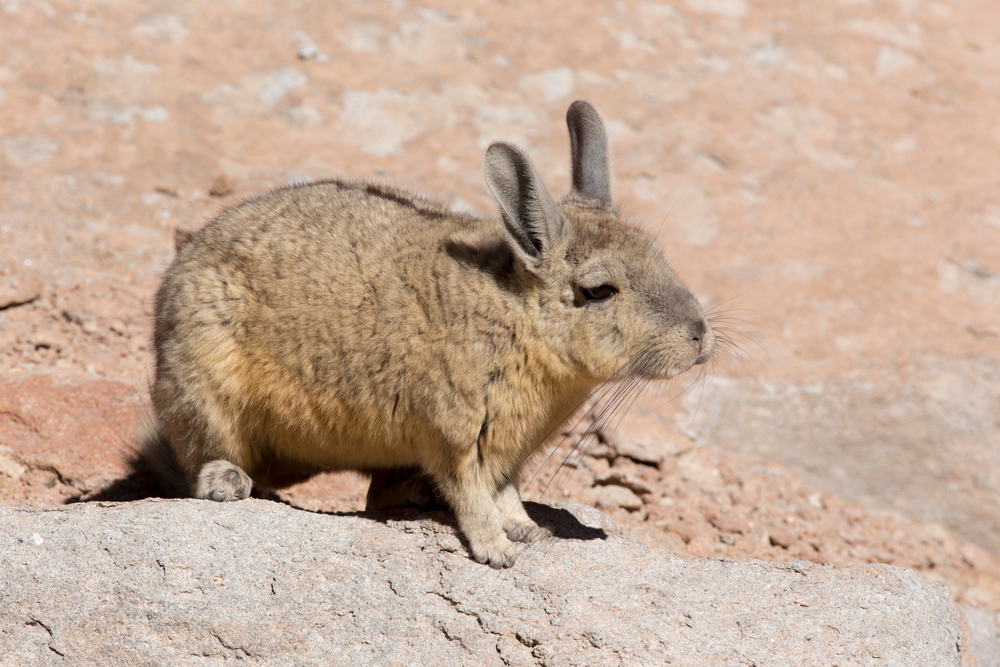 Peruanische Hasenmaus (Lagidium peruanum) im Steckbrief Merkmale