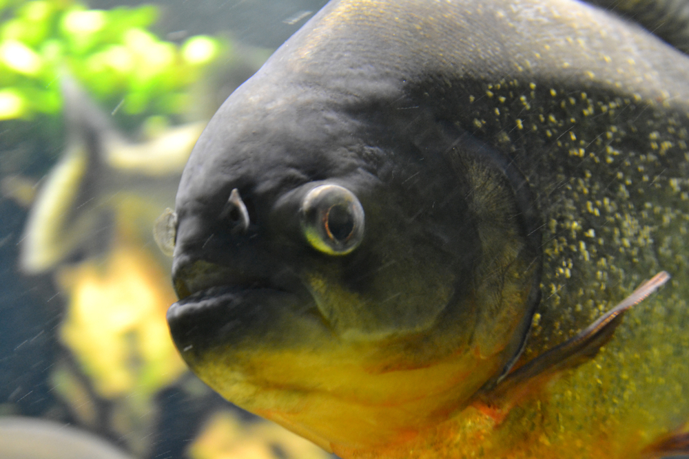 Piraya (Pygocentrus piraya) im Steckbrief Merkmale, Vorkommen
