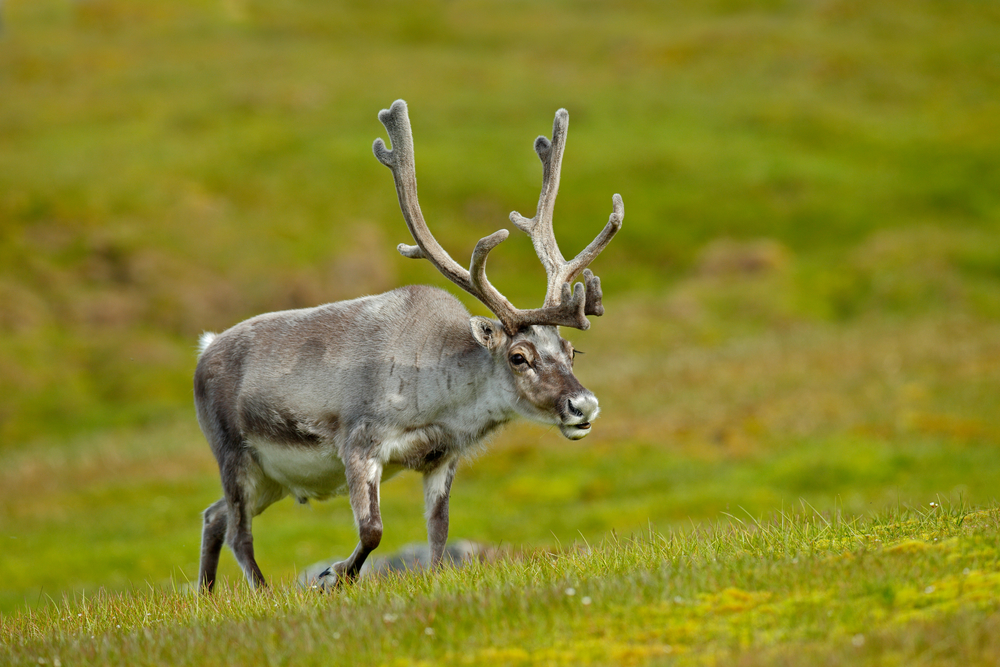 Ren (Rangifer tarandus) im Steckbrief - Merkmale, Vorkommen, Verhalten etc.