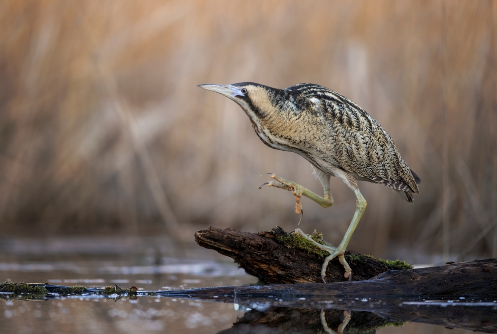 Rohrdommel (Botaurus stellaris) im Steckbrief Merkmale, Vorkommen