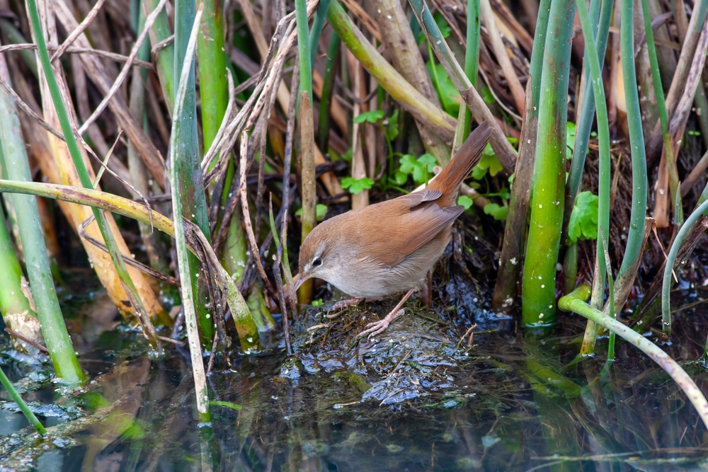 Rohrschwirl (Locustella luscinioides) im Steckbrief Merkmale