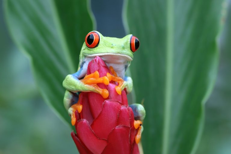 Rotaugen-laubfrosch (Agalychnis callidryas) im Steckbrief - Merkmale ...