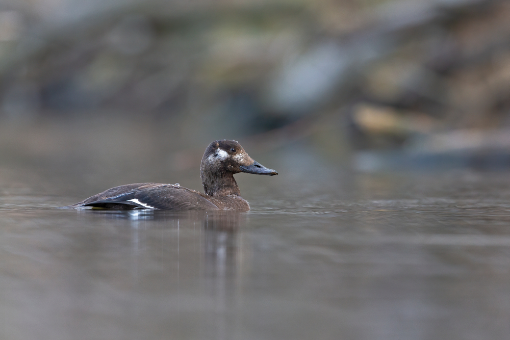 Samtente (Samtente) im Steckbrief Merkmale, Vorkommen, Verhalten etc.