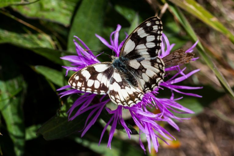 schachbrett-melanargia-galathea-im-steckbrief-merkmale-vorkommen