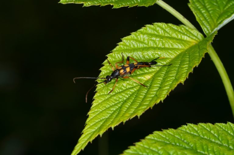 Bockkäfer (Cerambycidae) Tierenzyklopaedie