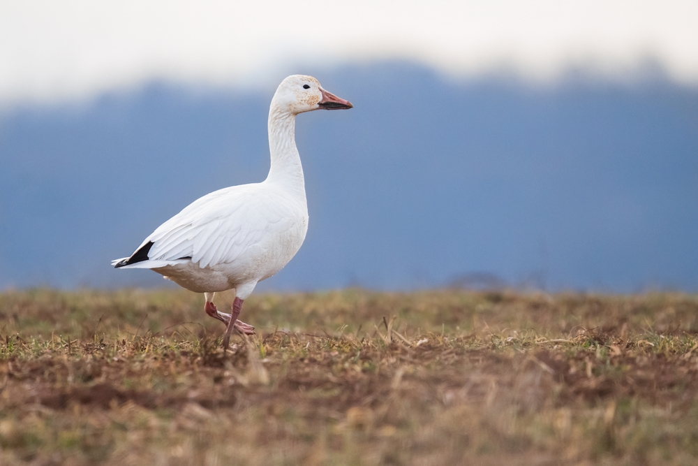 Schneegans (Anser caerulescens) im Steckbrief Merkmale, Vorkommen