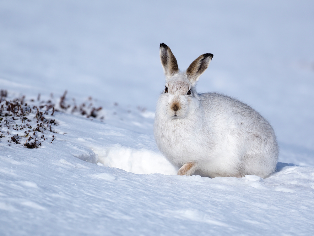 Schneehase (Lepus timidus) im Steckbrief - Merkmale, Vorkommen, Verhalten etc.