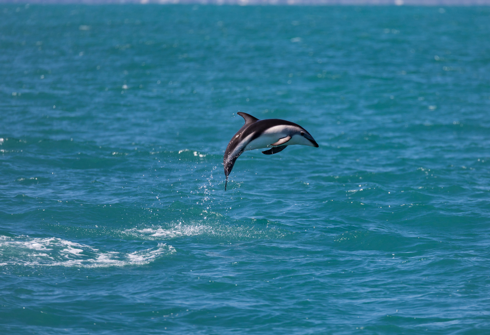 Schwarzdelfin (Lagenorhynchus obscurus) im Steckbrief Merkmale