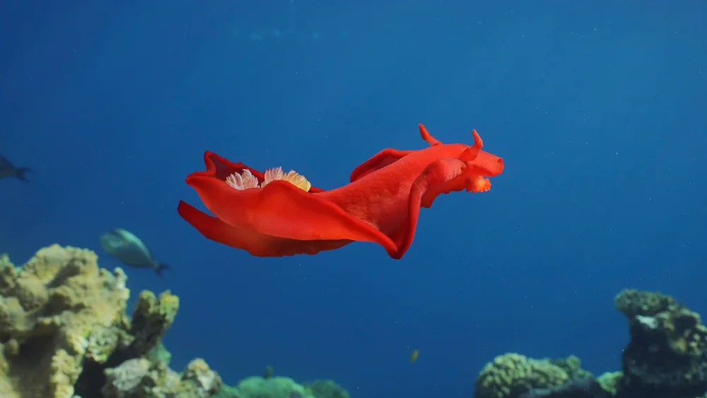Spanische Tänzerin (Hexabranchus sanguineus) im Steckbrief - Merkmale ...