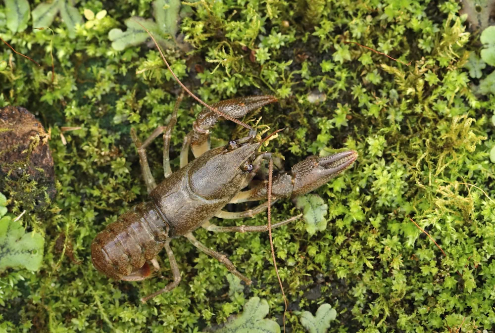 Steinkrebs (Austropotamobius torrentium) im Steckbrief Merkmale