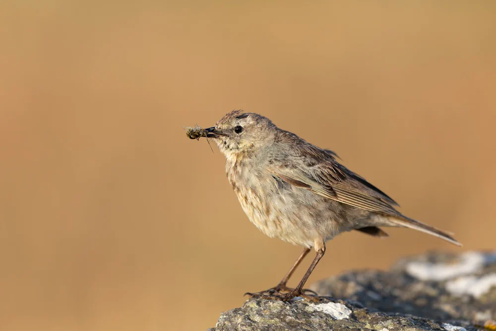 Strandpieper (Anthus petrosus) im Steckbrief Merkmale, Vorkommen