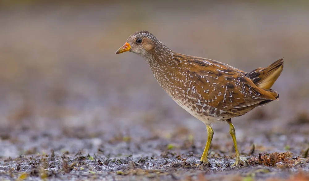 Tüpfelsumpfhuhn (Porzana porzana) im Steckbrief Merkmale, Vorkommen
