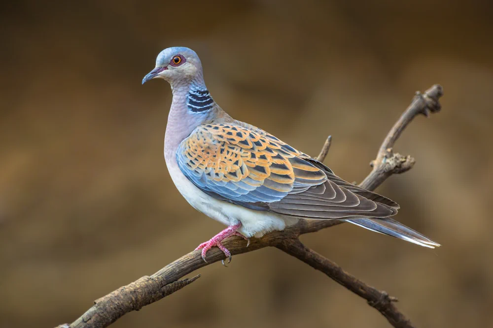 Turteltaube (Streptopelia turtur) im Steckbrief Merkmale, Vorkommen
