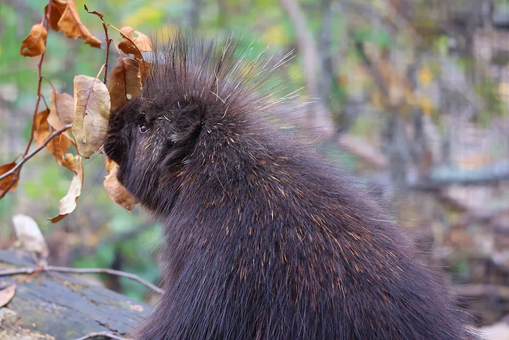 Urson (Erethizon dorsatum) im Steckbrief Merkmale, Vorkommen