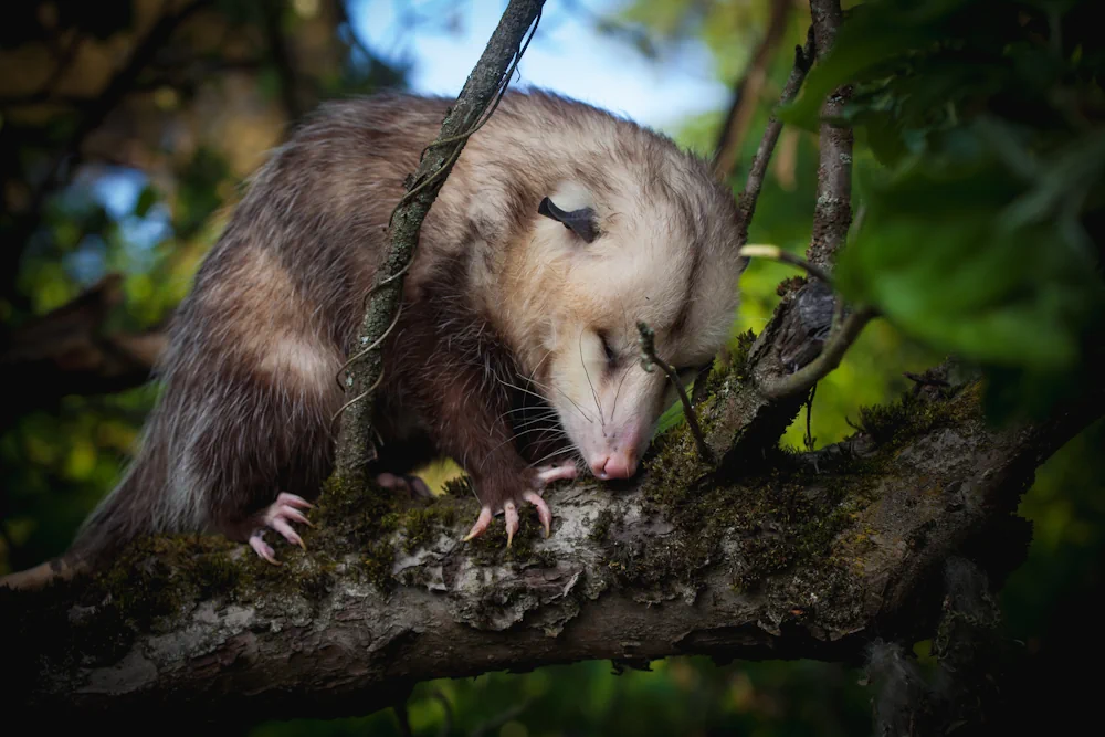 VirginiaOpossum (Didelphis virginiana) im Steckbrief Merkmale