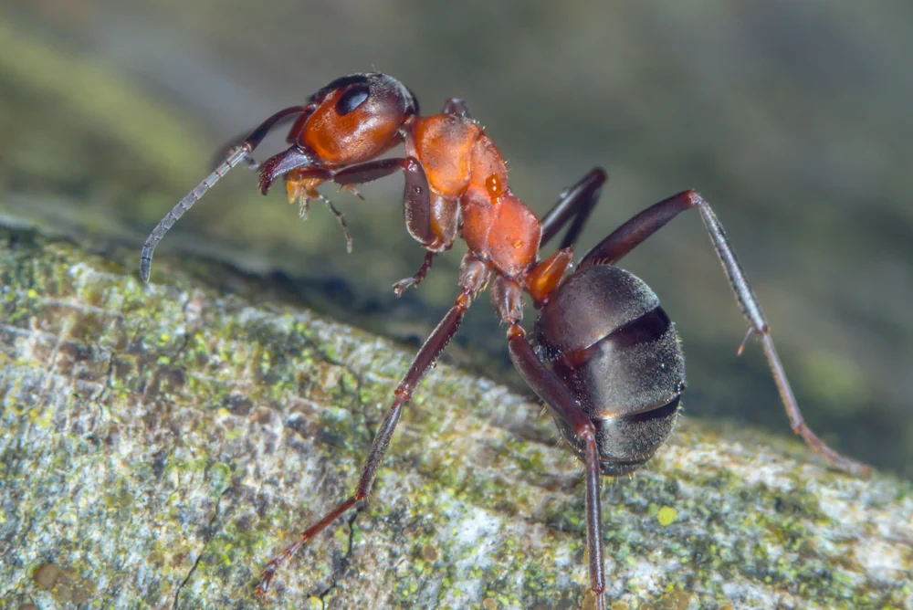 Waldameise (Formica) im Steckbrief Merkmale, Vorkommen, Verhalten etc.