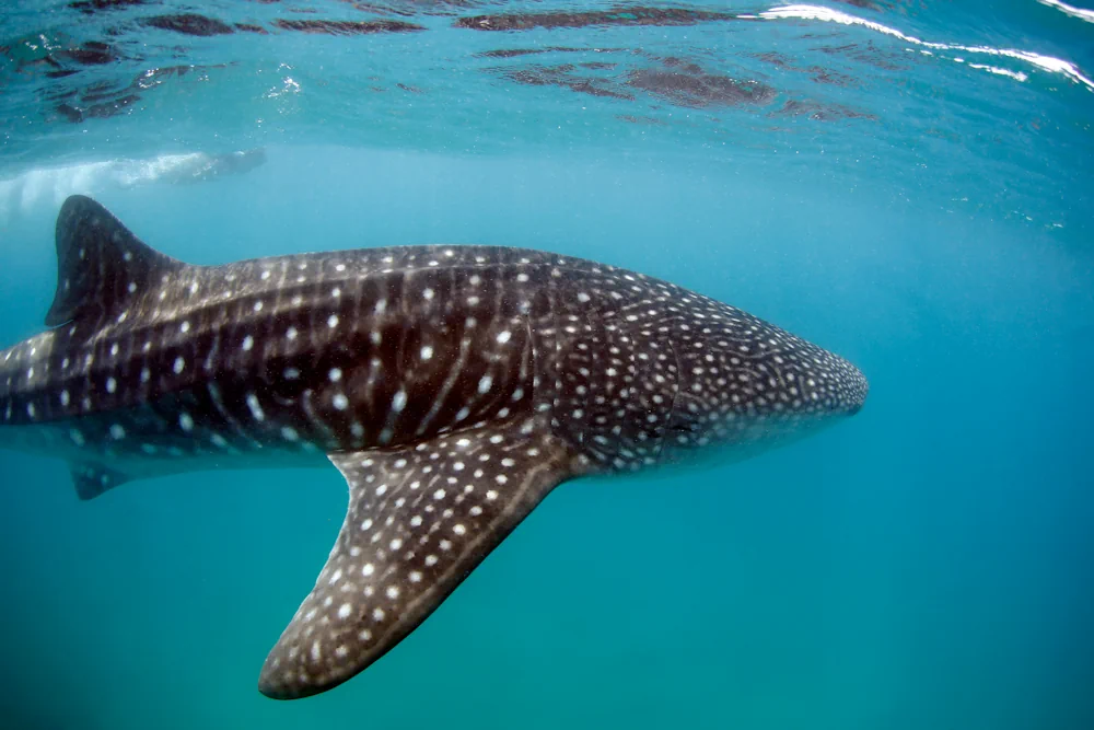 Walhai (Rhincodon typus) im Steckbrief Merkmale, Vorkommen, Verhalten