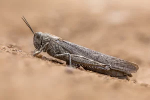Wanderheuschrecke (Locusta migratoria)