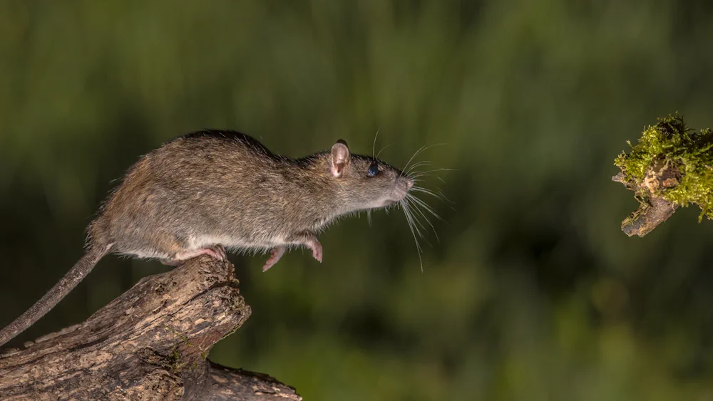 Wanderratte (Rattus norvegicus) im Steckbrief Merkmale, Vorkommen
