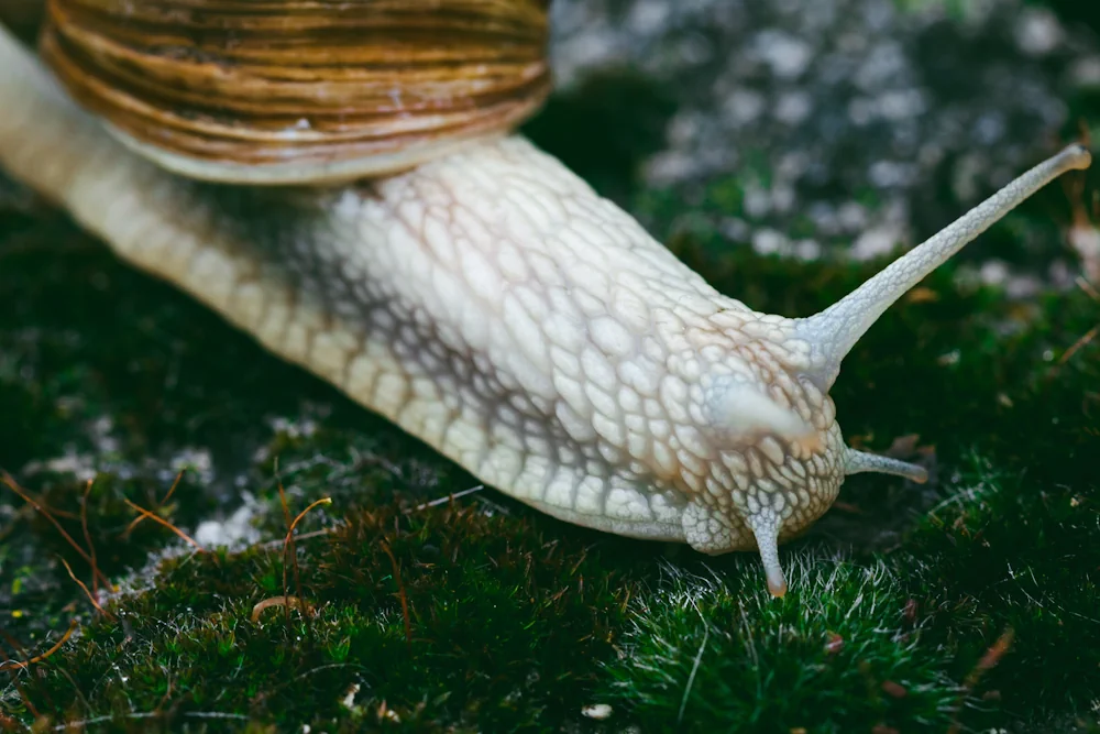 Weinbergschnecke (Helix pomatia) im Steckbrief Merkmale, Vorkommen