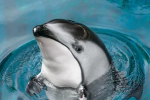 Weißbauchdelfin