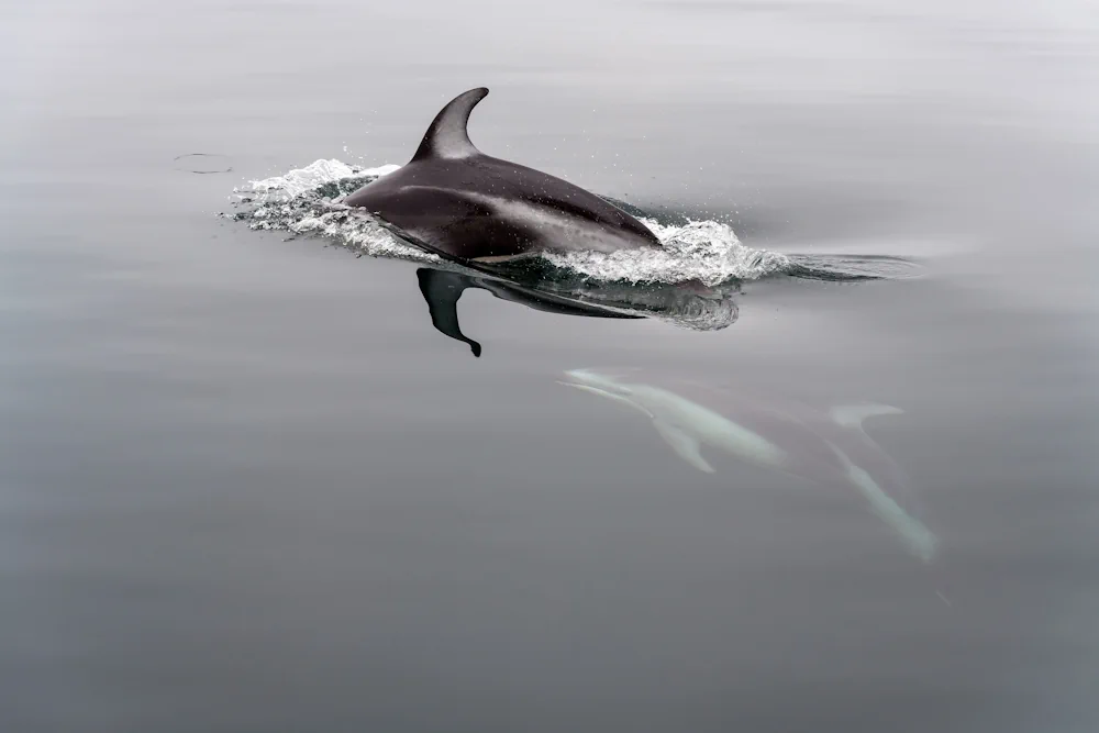 Weißstreifendelfin (Lagenorhynchus obliquidens) im Steckbrief