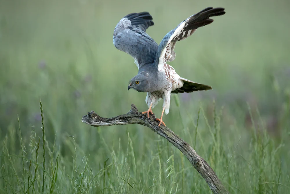 Wiesenweihe (Circus pygargus) im Steckbrief Merkmale, Vorkommen
