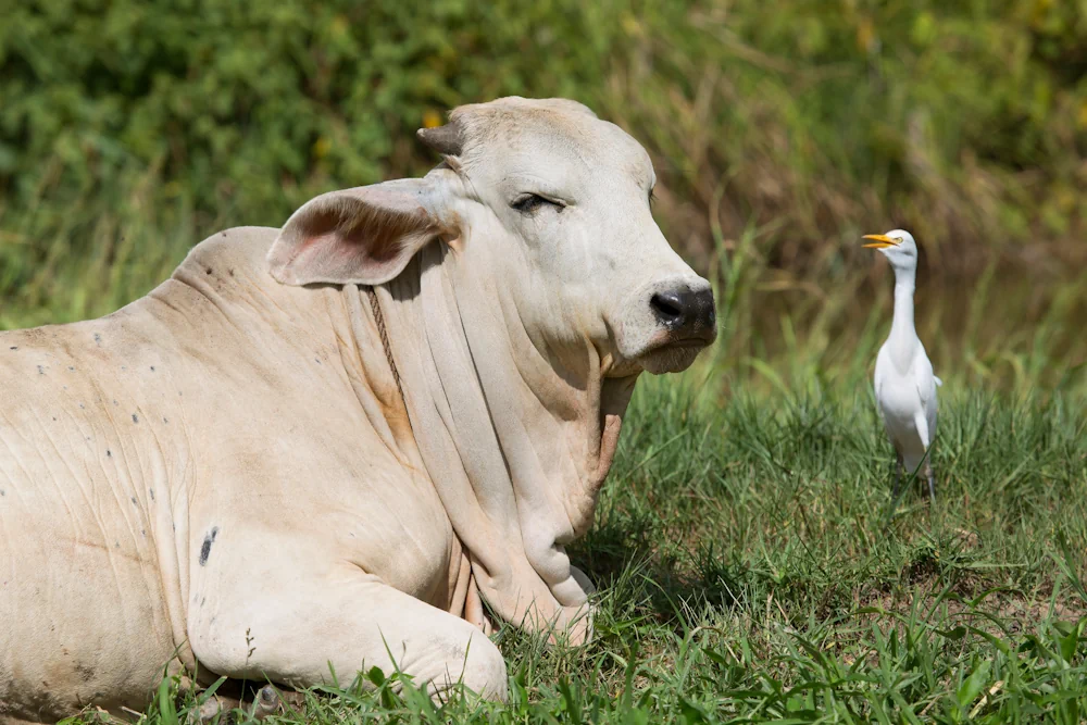 Zebu (Bos indicus) im Steckbrief Merkmale, Vorkommen, Verhalten etc.