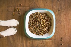 dog food, dog bowl, dog kibble