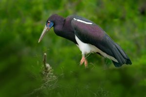 Abdim-Storch