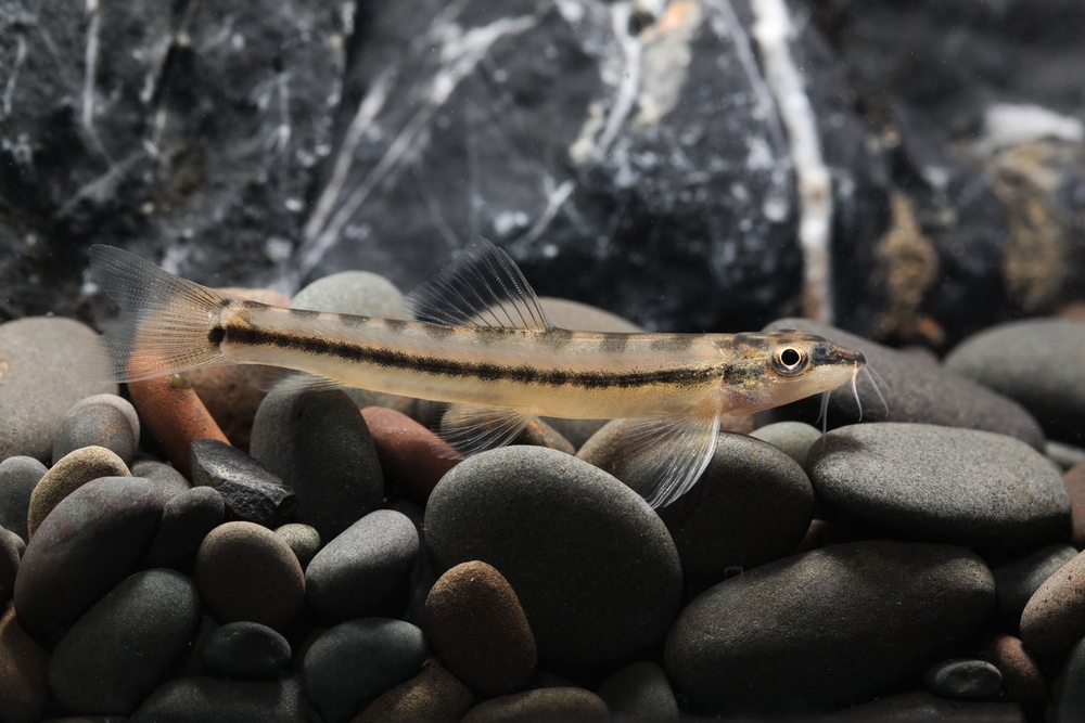 Amphiliidae (Loach catfish) im Steckbrief Merkmale, Vorkommen