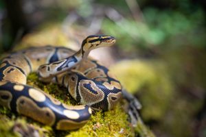 Anchietas Python